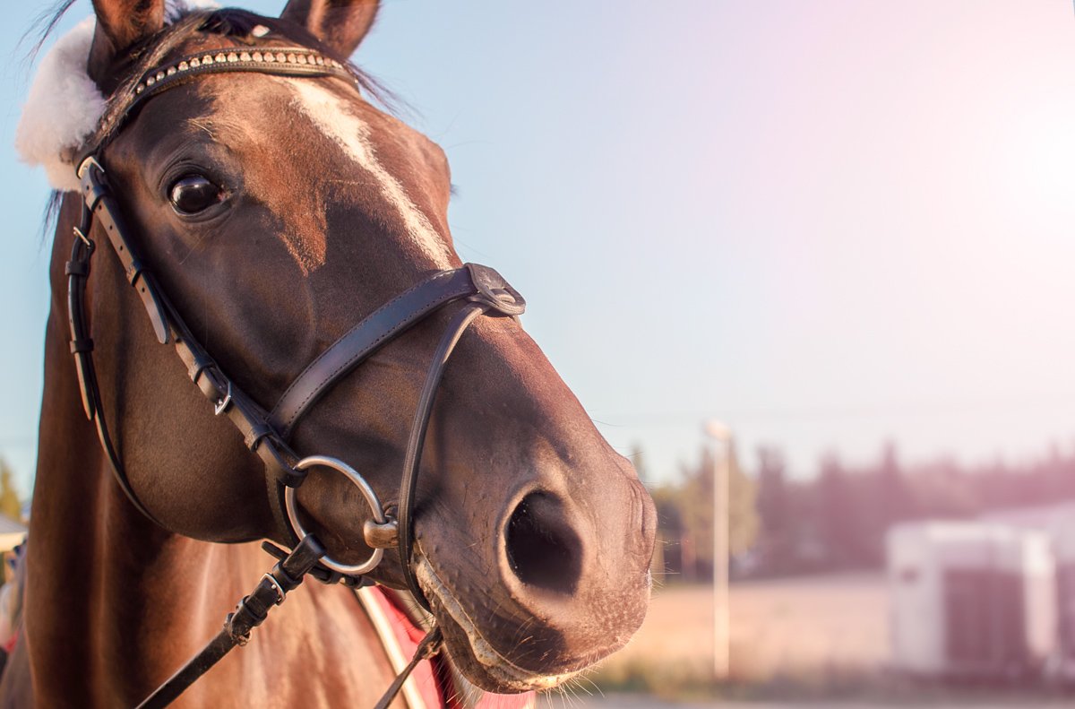 Paardenfotograaf